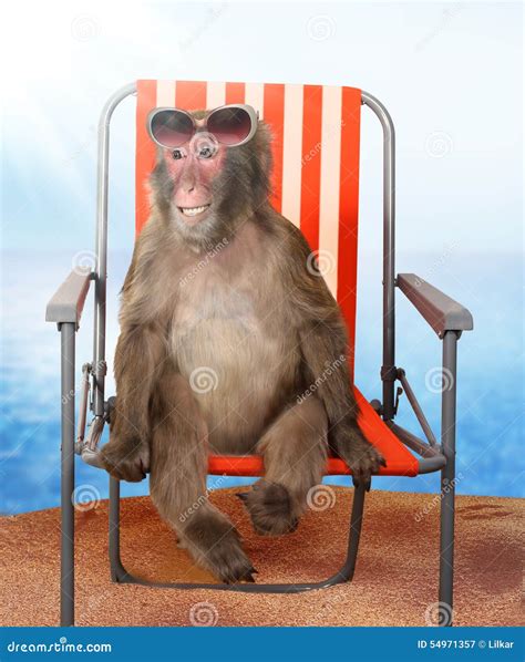 monkey in the chair